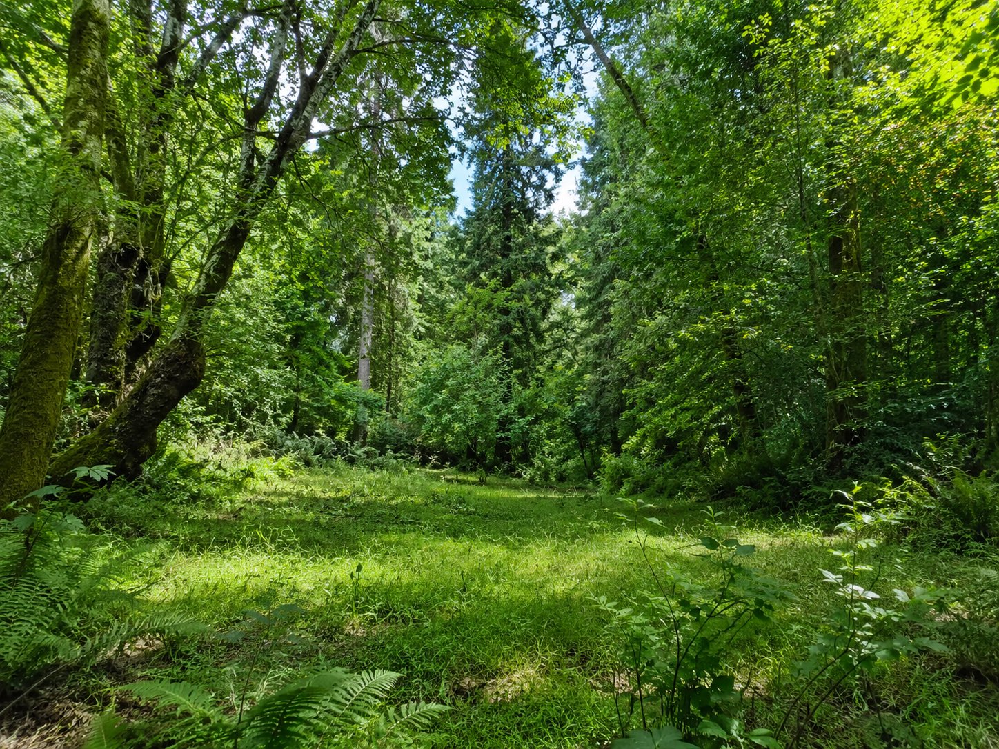 Photo of a clearing in the woods with lots of green foliage,